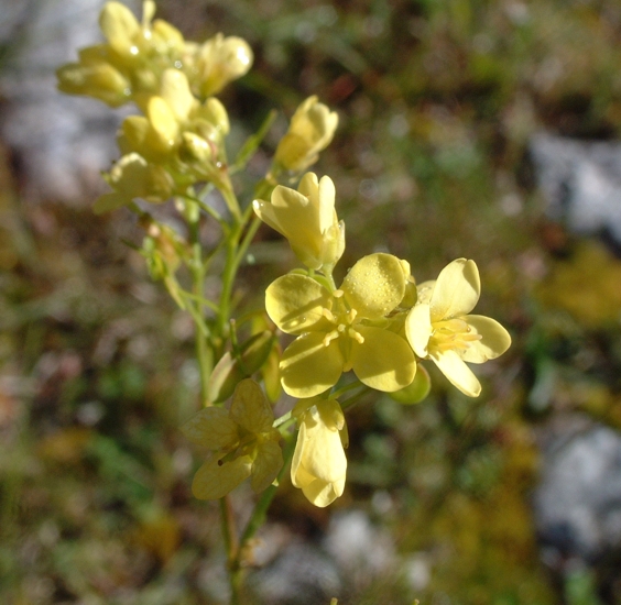Biscutella laevigata / Biscutella montanina